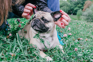 Wall Mural - pug for a walk in the park