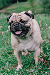 Poster - pug for a walk in the park