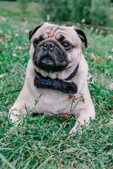 Poster - pug for a walk in the park