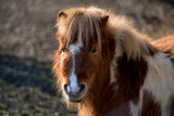 Little shaggy pony is grazing