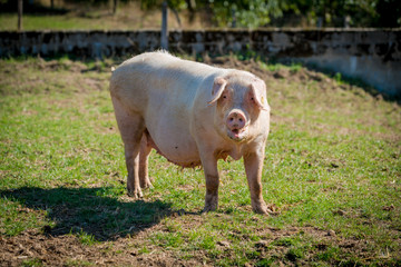 Canvas Print - Pigs on the farm. piglets