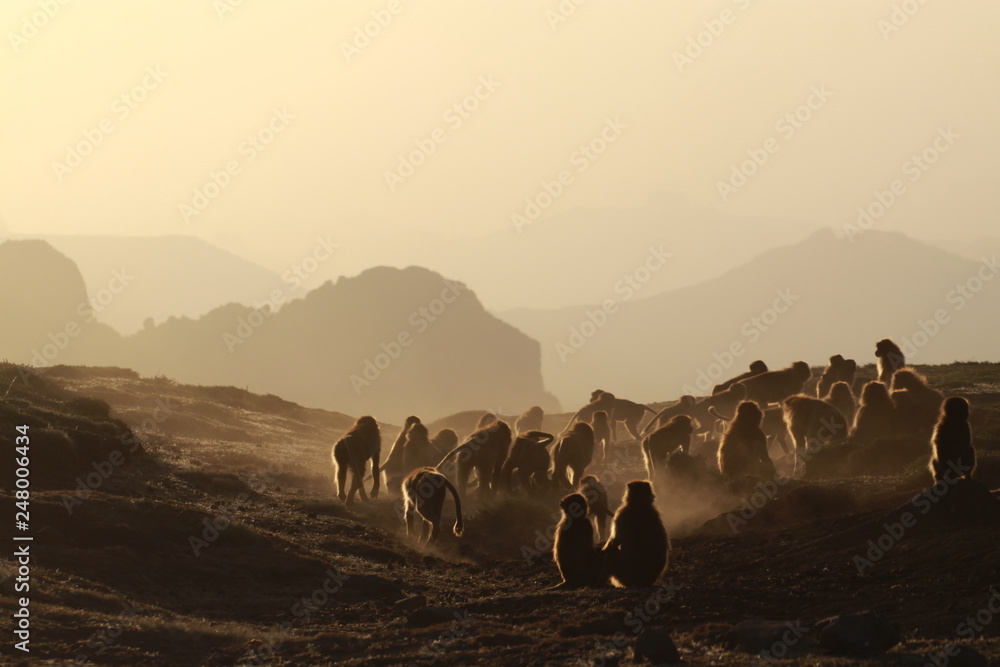 małpy siedzące na skałach w górach semien w etiopii o zachodzie słońca - obrazy, fototapety, plakaty 