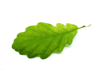 Wall Mural - Green oak leaf isolated on white background