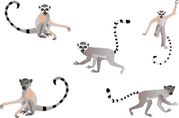 Wall Mural - Set of lemurs in different poses isolated on white vector illustration