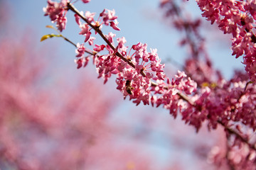 Wall Mural - Cherry blossom tree branch