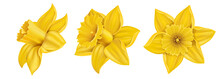Yellow Daffodil Flower Set For Spring In Different Positions, Isolated On White. Vector Illustration With Realistic Flowers, For Nature And Easter Design