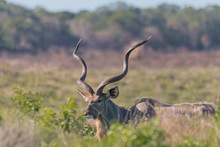 Kudu In The ISimangaliso Wetland National Park, South Africa