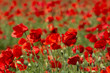 © Eduard - Red poppies flower filed in the spring time, nature detail