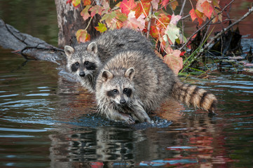 Two Raccoons (Procyon lotor) Look Straight Out Autumn