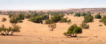 Sand Dunes And Trees In Sahara Desert