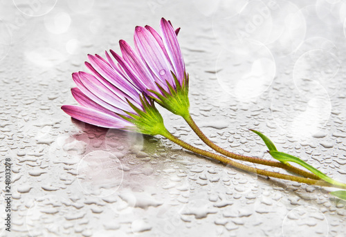 flores mojadas por la lluvia