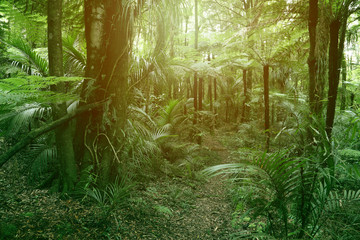 Wall Mural - Jungle fern trees