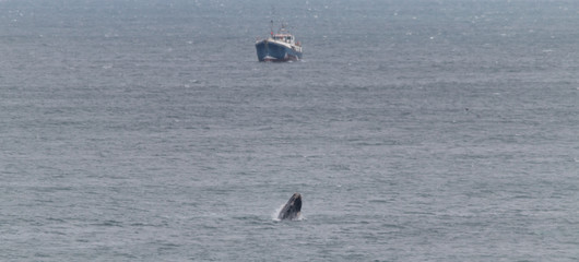 Canvas Print - Southern right whale at Gansbaai, South Africa