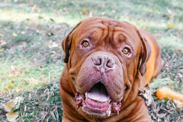 Canvas Print - Dogue de Bordeaux,french mastiff