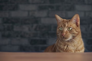 Wall Mural - Portrait of a cute ginger cat looking curious sideways. 