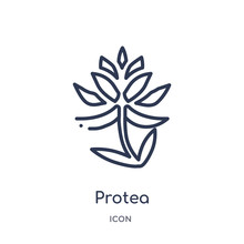 Protea Icon From Nature Outline Collection. Thin Line Protea Icon Isolated On White Background.