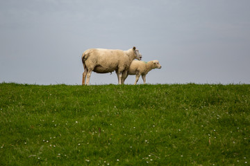 Sheep on the green grass of a dike in Holland