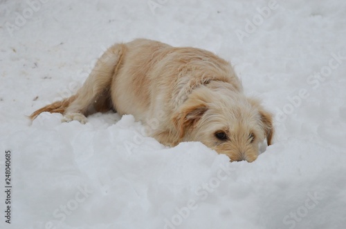 Plakat biały pies na śniegu