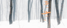 Wide Panorama Of Snowy Forest At Foggy Winter Day.