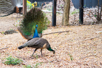 Beautiful peacock. male peacock displaying his tail feathers.