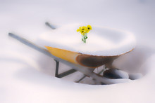 Yellow Daisies In Snowy Wheelbarrow