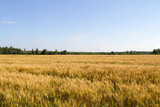 Fototapeta Sawanna - Field of ripe rye