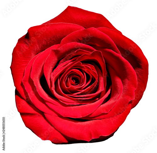 flower rose petal blossom red nature beautiful background