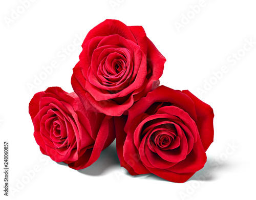 flower rose petal blossom red nature beautiful background
