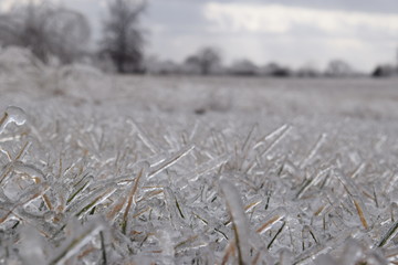 Poster - icy grass