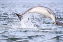 Playful Wild Bottlenose Dolphin Tursiops Truncatus