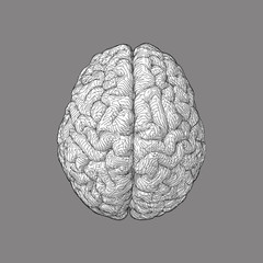 Wall Mural - Stylized brain illustration isolated on grey BG