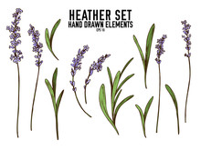 Vector Collection Of Hand Drawn Colored  Heather