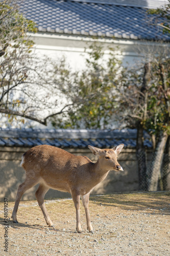 奈良公園 東大寺 鹿 シカ 冬 １月 Buy This Stock Photo And Explore