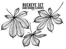 Vector Collection Of Hand Drawn Black And White Buckeye