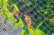 A bunch of grapes safe behind bird proof netting in New Zealand.