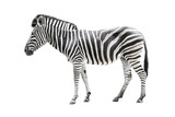 Fototapeta Zebra - zebra isolated on white