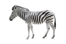 Zebra Isolated On White