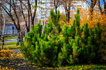 Flowers, plants, trees