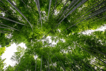 Wall Mural - Low angle view image of bamboo forest in Arashiyama, Japan