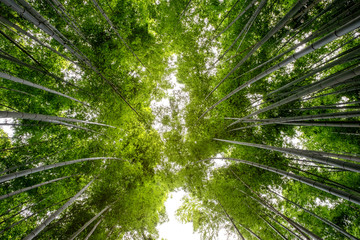 Wall Mural - Low angle view image of bamboo forest in Arashiyama, Japan