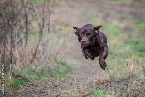 Zdjęcie XXL Pracuje Chocolate Labrador Retriever