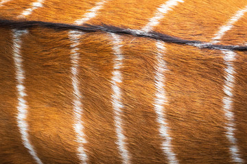 deer fur texture. nyala skin pattern. abstract animal brown hair.