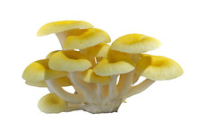 Mushrooms (Pleurotus Citrinopileatus) 6