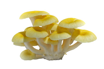 Poster - Mushrooms (Pleurotus citrinopileatus) 6