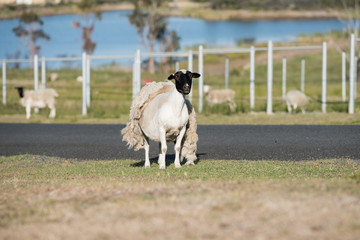 Poster - Sheep shedding it wool coat