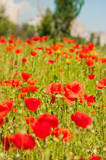 Fototapeta Maki - art Beautiful Spring Flowers