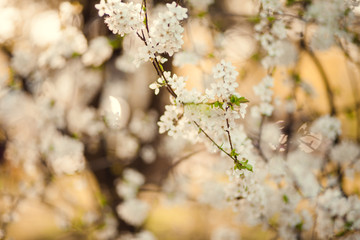 Blossom tree over nature background/ Spring flowers/Spring Background