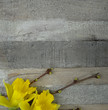 Narcissus/Daffodils spring at wooden background