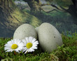Stone eggs on natural moss ground with daisies