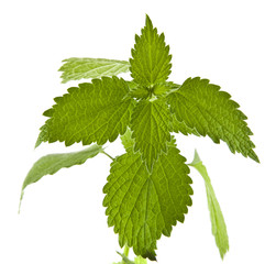 Wall Mural - nettle isolated on white background